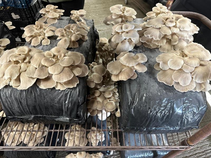 Frank Mann has taken over the sales and transport operations for Forest Fungi
